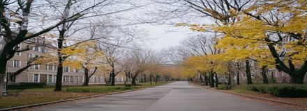 未掌握摄影技巧时拍摄的校园春色照片，平光正面拍摄，画面平淡无层次感，色彩灰暗