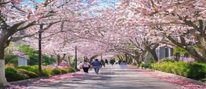 武汉大学校园春色投稿，樱花大道盛花期，粉白花瓣铺满石板路，学生漫步其中，浪漫唯美